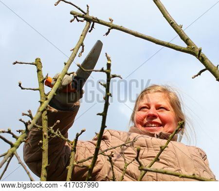 Professional gardener pruning of apple tree. Seasonal work on garden. Sustainable development and organic growing theme.