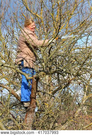 Professional gardener pruning of apple tree. Seasonal work on garden. Sustainable development and organic growing theme.
