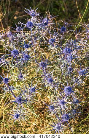Blue thistle, Eryngium flowers, National Park of Abruzzo near Barrea, Lazio and Molis, Italy