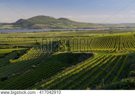 Spring vineyards under Palava near Sonberk, South Moravia, Czech Republic