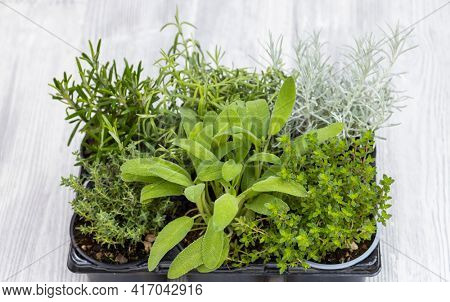 mix of herbs in a pot - rosemary, thyme, sage, Italian smil and marjoram