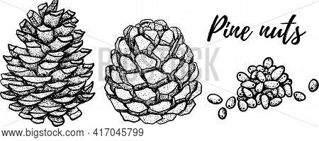 Hand Drawn Pine Nuts Vector Illustration. Use For Cosmetic Products Or Food. Sketch Style Vector Org