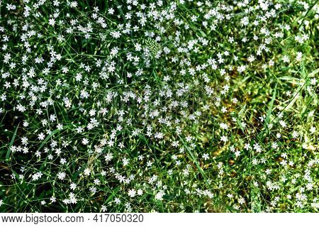 Floral Texture Of Small White Stellaria Graminea Flowers On A Green Background Of Grass And Leaves. 