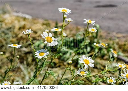 Wild Flowers With White Petals And Yellow Disc Florets Of The Scented Mayweed On Blurred Field Road 