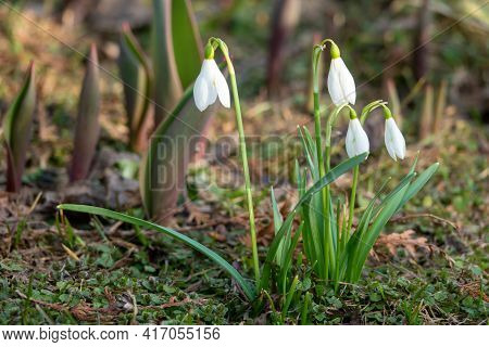Snowdrop Spring Flowers. Delicate Snowdrop Flower Is One Of The Spring Symbols Telling Us Winter Is