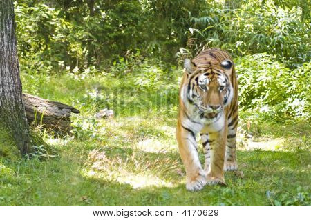 Aggirarsi Tiger