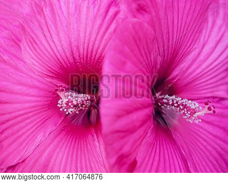 Beautiful Pink Hibiscus Flower Close Up. Bright Nature Background. Floral Backdrop