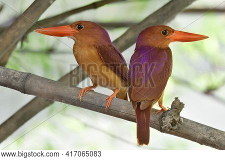 Lovely Pair Of Ruddy Kingfisher Sitting Together Under Bamboo Tree During Breeding Season, Thailand 