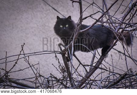 Fluffy Domestic Cat Sitting On A Tree