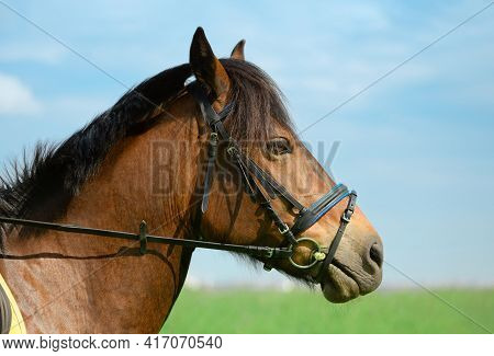Horse With Its Black Snaffle Bridle Is Outdoors, Close-up Portrait. Trotter Is Standing On The Beaut