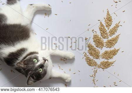 Cat With A Spikelet From Grains. Oat Grains.