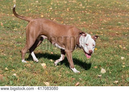 Cute American Pit Bull Terrier Puppy Is Walking On A Green Grass In The Autumn Park. Pet Animals.