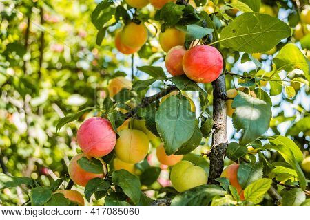 Fruits Ripe Wild Plums In The Tree Canopy - Fruits Of Wild Plum In The Branches Of A Tree Covered Wi