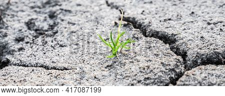 Macro Shot Of Earliest Braird On Eroded Land. Ecology Concept. Rising Sprout On Dry Ground. Green Pl