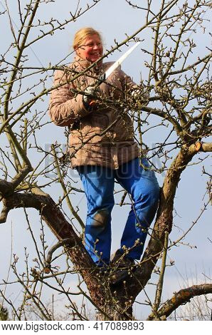 Professional gardener pruning of apple tree. Seasonal work on garden. Sustainable development and organic growing theme.