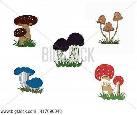 A Set Of Illustrations Of Mushrooms Isolated On A White Background. Pixie Caps, Amanita Muscaria, Bl