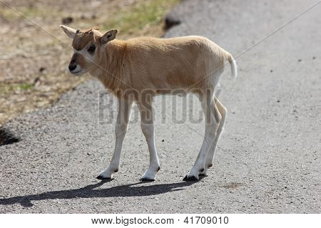 Addax Baby