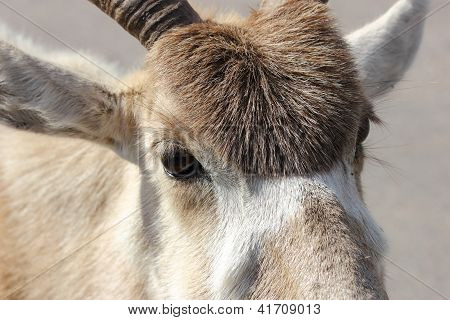 Addax