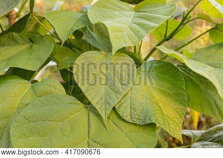 Princess Tree Leaves Seen In Daylight Close Up Outdoors