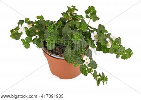 Small Perennial Flowering Plant With Botanic Name 'sutera Cordata' With White Blooming Flowers In Fl
