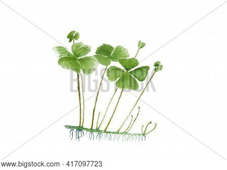 Hand Painting Of A Dwarf Waterclover, Marsilea Minuta, Plant. A Medical Herb From Asia.