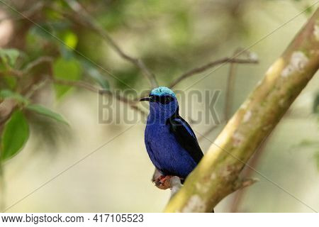 Red Legged Honeycreeper Cyanerpes Cyaneus On A Tree Branch In Peru.
