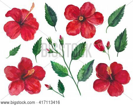 Watercolor Illustration Of Hibiscus Flowers, Branches With Leaves And Buds Isolated On White Backgro