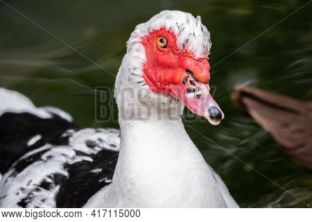 White And Black Duck With Red Head, The Muscovy Duck, Standing On The Shore Of The Pond. The Muscovy