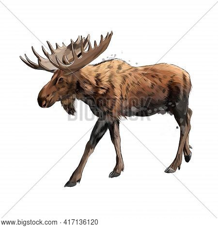 Moose From A Splash Of Watercolor, Colored Drawing, Realistic. Vector Illustration Of Paints