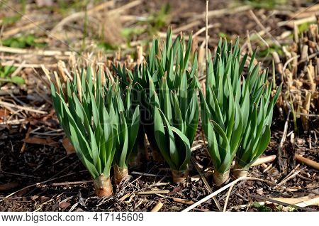 Exotic-looking Tubers Of Tall Flowers Of Prairie Origin Grow In The Flowerbed. Cosmic-looking Sprout