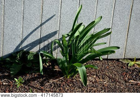Exotic-looking Tubers Of Tall Flowers Of Prairie Origin Grow In The Flowerbed. Cosmic-looking Sprout