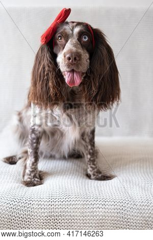 Brown Russian Spaniel Dog Lying On Couch In Red Bow On Head. Valentine Day.
