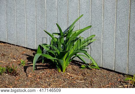 Exotic-looking Tubers Of Tall Flowers Of Prairie Origin Grow In The Flowerbed. Cosmic-looking Sprout