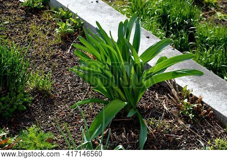 Exotic-looking Tubers Of Tall Flowers Of Prairie Origin Grow In The Flowerbed. Cosmic-looking Sprout
