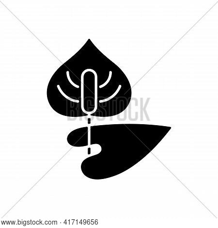 Anthurium Black Glyph Icon. Flamingo Flower. Blooming Laceleaf. Cause Of Allergic Reaction. Dangerou