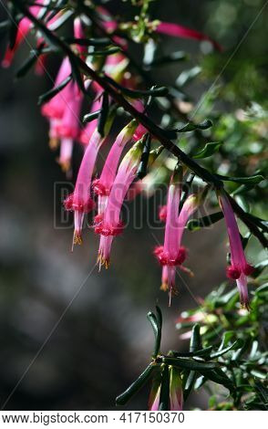 Tubular Bell Shaped Flowers Of The Australian Native Red Five Corners, Styphelia Tubiflora, From The