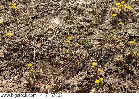 The First Yellow Mother-and-stepmother Flowers Of Spring Grew Out Of Mud And Fallen Leaves In Early 