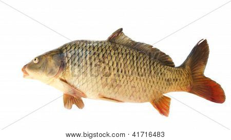 Karp