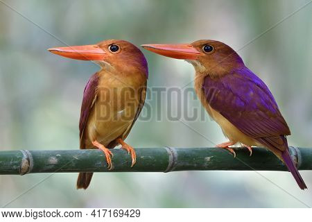 Ruddy Kingfishers, Most Beautiful Red Bird Together Perching During Mating Season Could Be Found In 