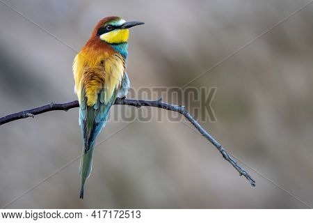 A Closeup Shot Of A Beautiful Bee-eater Bird Perched On A Tree Branch On A Blurred Background