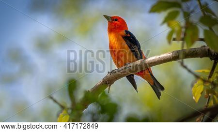 Scarlet Tanager (piranga Olivacea) Shot Off The Boardwalk During Spring Migration At Magee Marsh Wil
