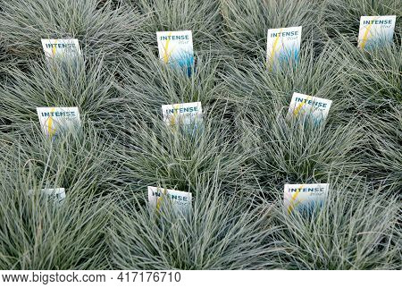 Seedlings In Pots Blue Fescue Intense Blue Leaves Festuca Glauca With Etiquest