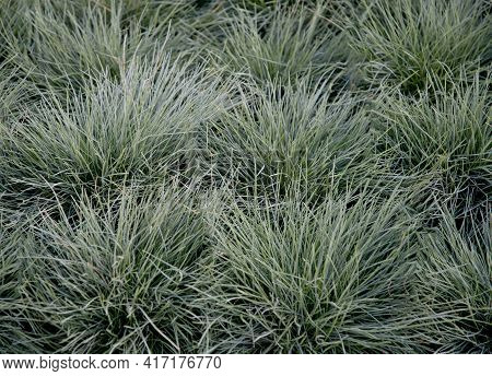 Seedlings In Pots Blue Fescue Intense Blue Leaves Festuca Glauca