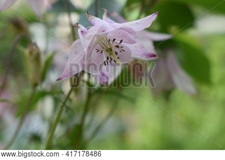 Aconite Flower Commonly Known As Aconitum, Monkshood, Wolf. Aconitum Lycoctonum - The Family Ranuncu