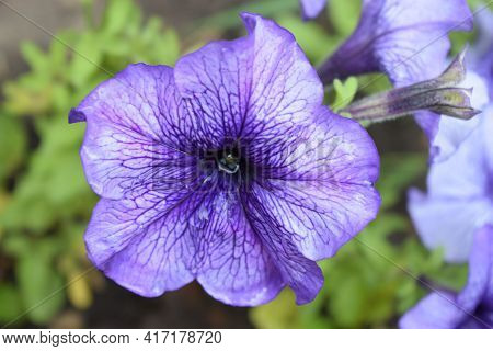 Petunia Large-flowered Limbo Blue Veined. Flower Of A Petunia One-year White And Violet Color In A G