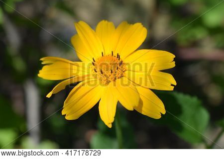 Yellow Flowers. Blooming Flowers In The Garden. Heliopsis. Sunflower Family. Yellow Daisy Flowers. C