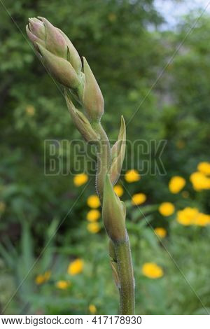 Beautiful Background With Buds Of Yucca Before Blooming. Close Up Shot. Yucca Plant (yucca Filamento