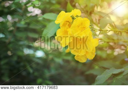 Yellow Elder, Trumpetbush, Trumpetflower, Yellow Trumpet-flower, Yellow Trumpetbush Or Tecoma Stans 
