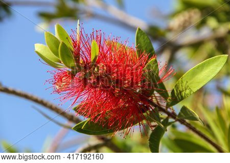 A Branch Of A Tree With A Red Flower That Looks Like A Dishwashing Brush.