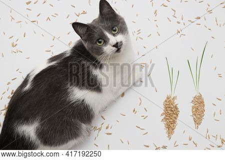Cat With Grains And Sprouts. Concept Of Healthy Food For Cats.